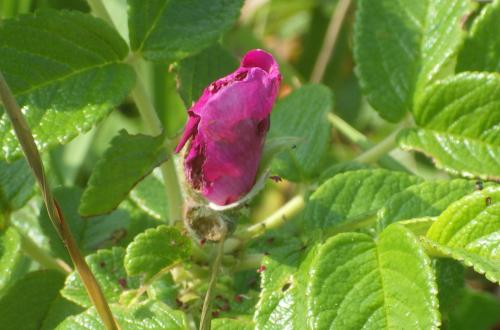 令和7年8月のハマナスのつぼみ