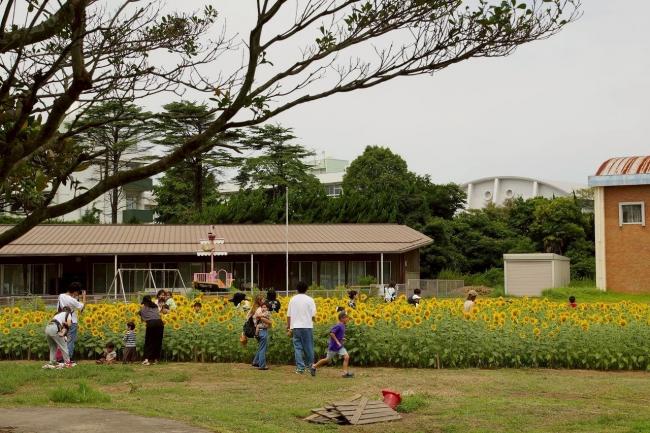 ひまわりフェス