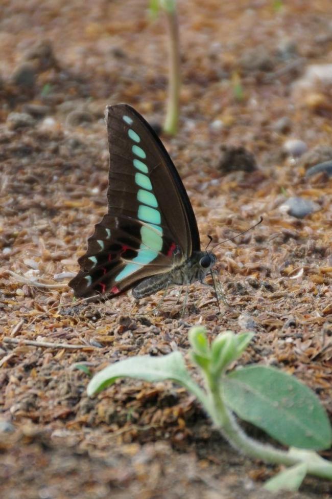 ひまわりフェス