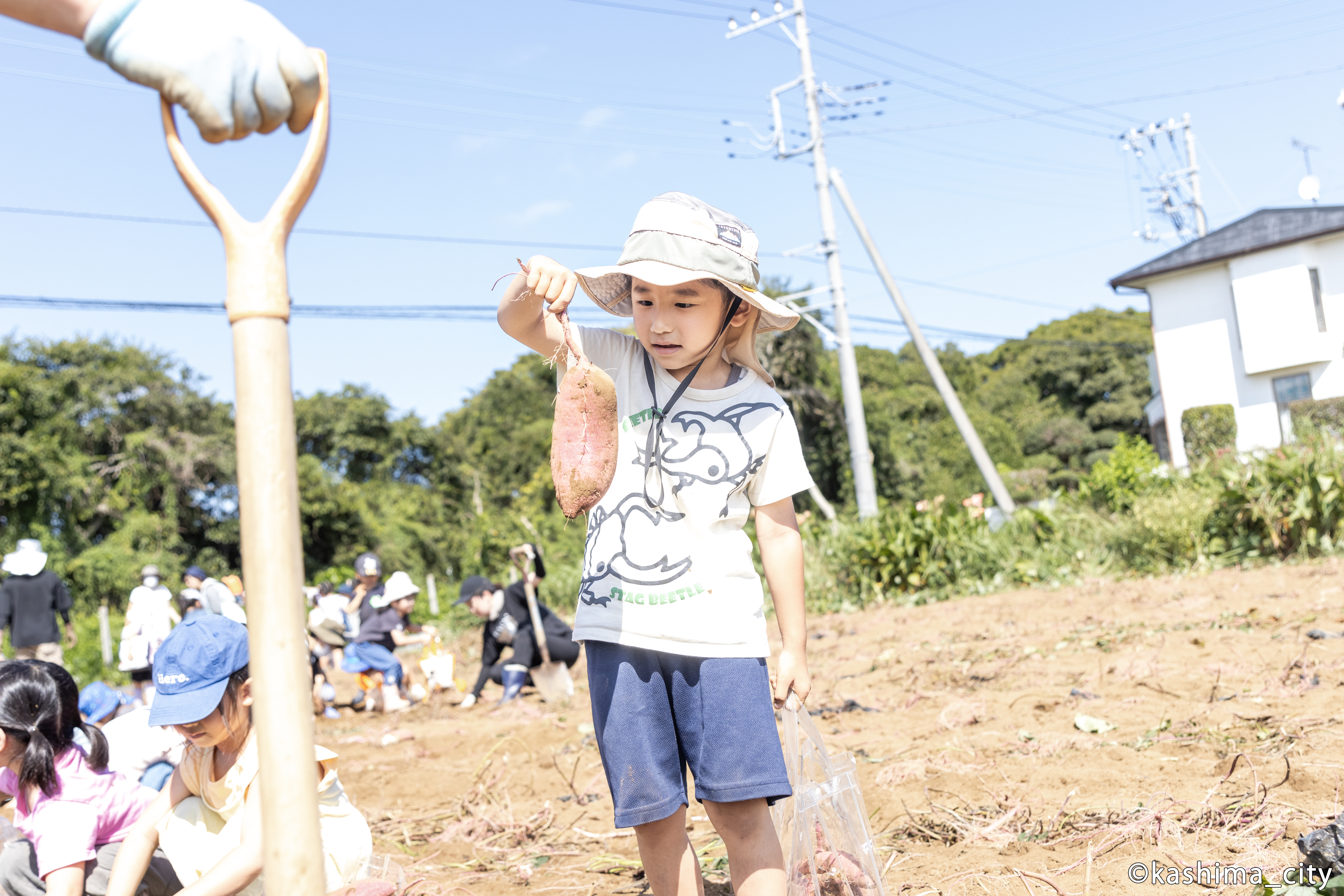 掘り出したサツマイモを眺める様子