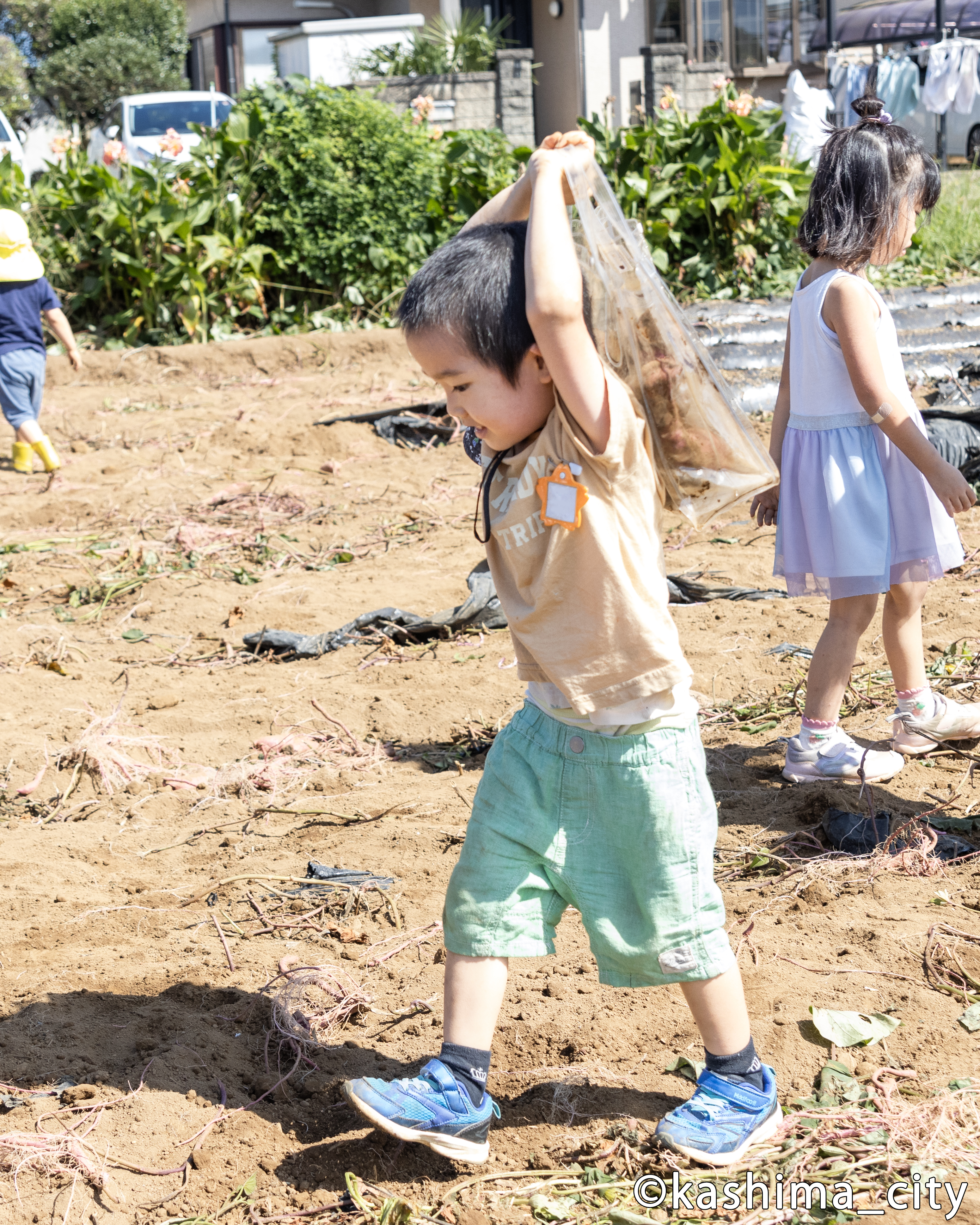 収穫したサツマイモを運ぶ様子