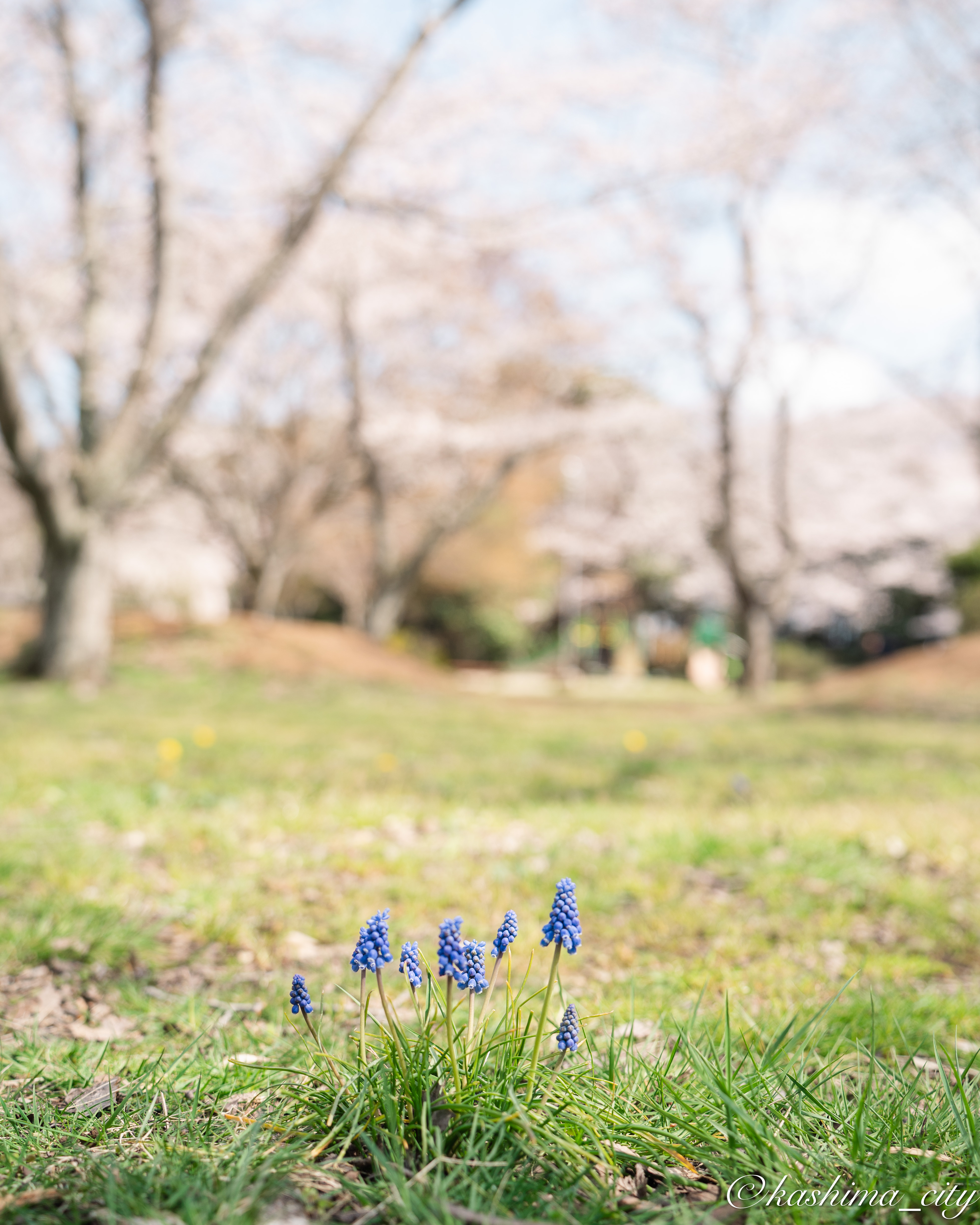 桜とムスカリ