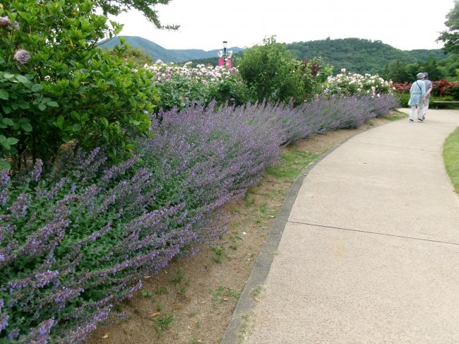 ラベンダーの花