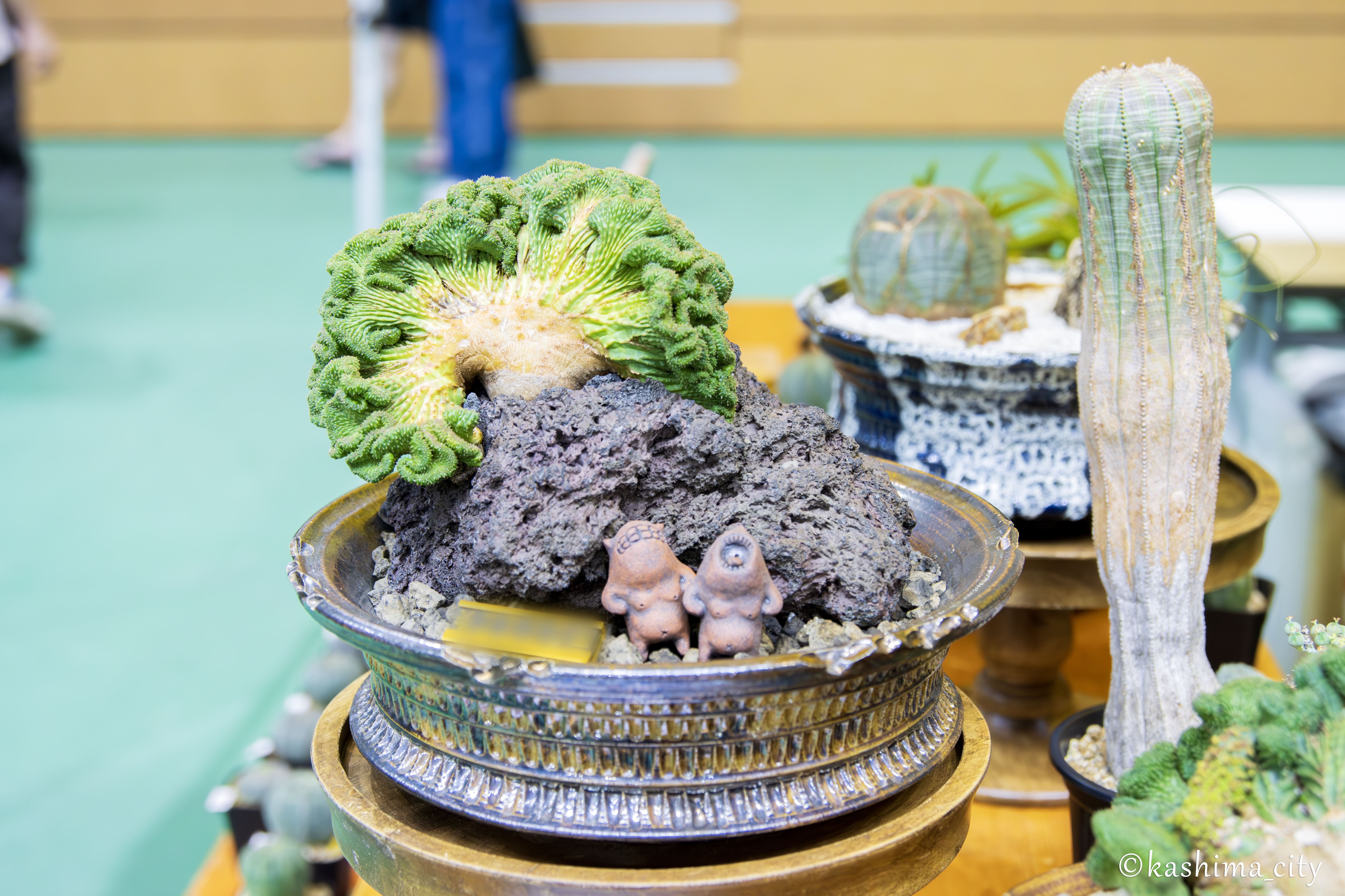 鹿嶋市レポート】珍しい植物との出会いを楽しむボタニカルイベント開催