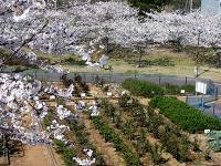 住友金属　桜公園