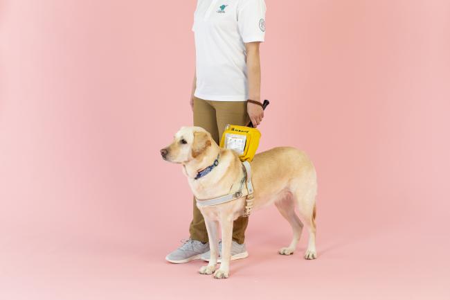 盲導犬写真　提供：公益財団法人日本盲導犬協会