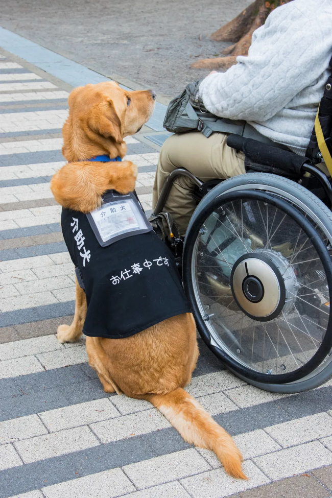 出典：政府広報オンライン「聴導犬、介助犬（「身体障害者補助犬」は体に障害のある人の目や耳や手足となる大切なパートナー。補助犬への理解を深めましょう）」