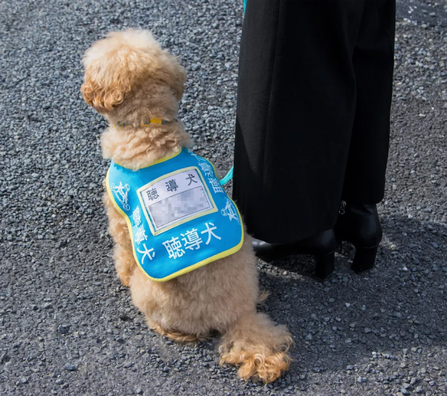 出典：政府広報オンライン「聴導犬、介助犬（「身体障害者補助犬」は体に障害のある人の目や耳や手足となる大切なパートナー。補助犬への理解を深めましょう）」