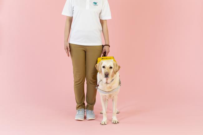 盲導犬写真　提供：公益財団法人日本盲導犬協会